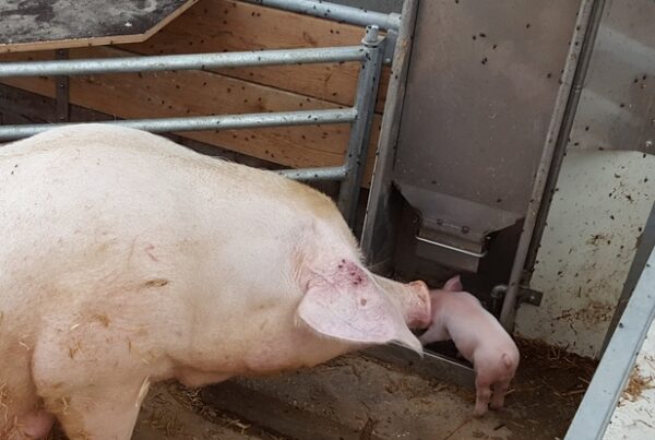 KZB Family Feeder sow with piglet in organic stable